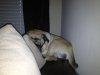 ImageUploadedByTapatalk1355264373.000394.avif