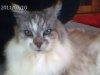 cat.avif