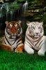 image.avif