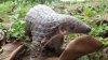 pangolin.avif