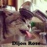 axl_rose