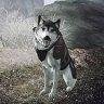 lonewolf