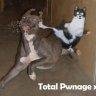 KungfooKat