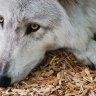 wolf_maiden