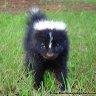 Pepe Le Pew