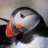 Puffin