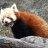 Panda Rawrlord