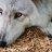 wolf_maiden