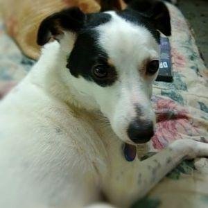 image.jpg