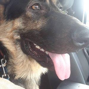 german_shepherd_dog_close_up_by_hetaliadenmark_dbknujl-pre.jpg