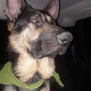 german_shepherd_by_hetaliadenmark_dbxqdzx-pre.jpg