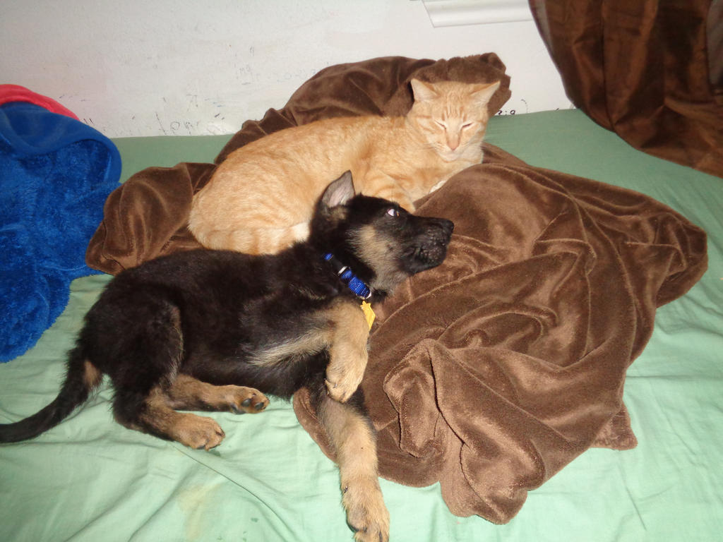 german_shepherd_puppy_and_cat_by_hetaliadenmark_daz99bi-fullview.jpg