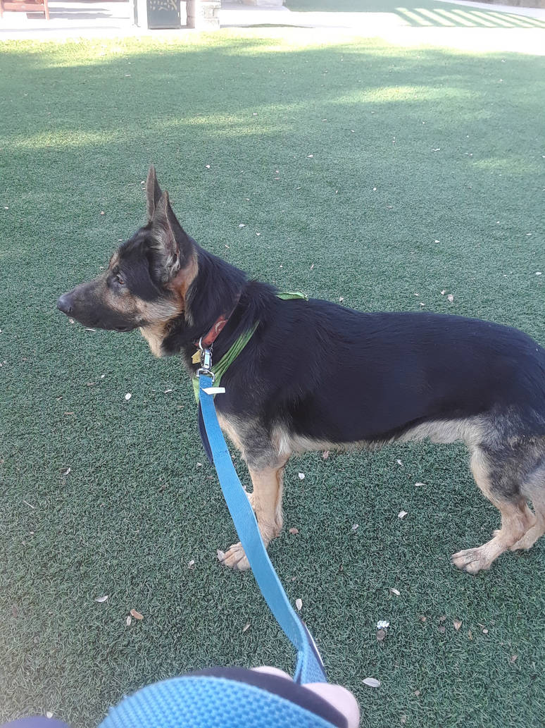 german_shepherd_standing_2_by_hetaliadenmark_dbxqe7o-pre.jpg