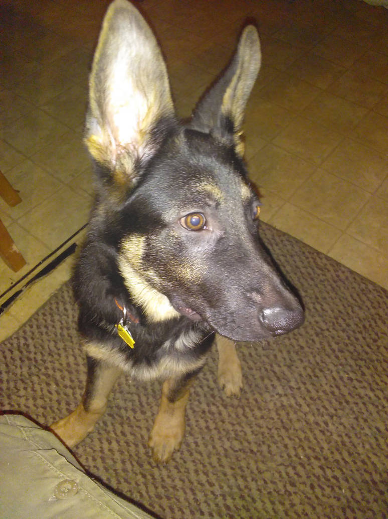 my_gsd_puppy_by_hetaliadenmark_db6gzoz-pre.jpg