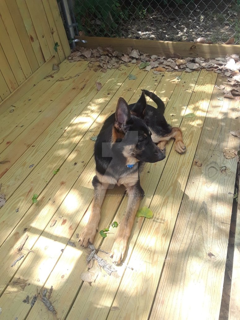 sitting_in_the_kennel__by_hetaliadenmark-dbfrpbb.jpg